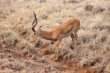 Gazelle