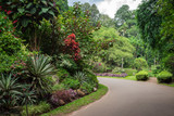 Fototapeta Lawenda - The Royal Botanic Garden.