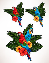 Macaw And Palm Leaves