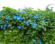 Blue Morning Glory Flower Plant