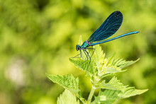 Open Wings Blue Dragonfly Macro