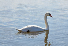 White Swan Swimming In Water, Drinking Water On A Sunny Spring Day In April, Stockholm, Sweden.