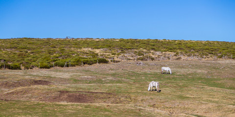 Paisaje de otoño en la montaña de Gredos en Madrid