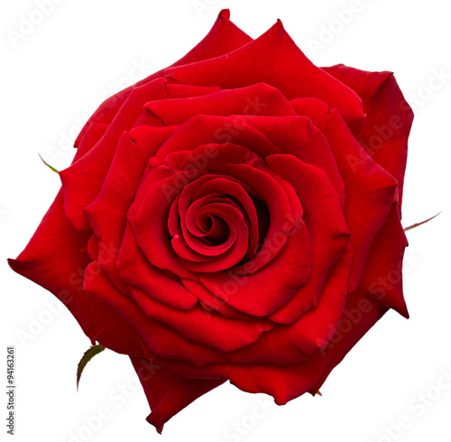 Red rose
