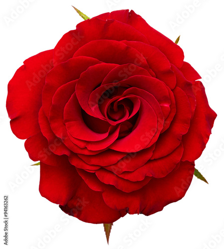 Beautiful red rose