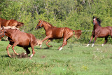Fototapeta Konie - Four beautiful young stallions galloping on pasture summertime
