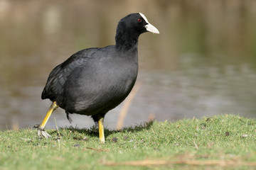 Wall Mural - coot, fulica atra