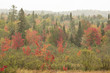 Colorful fall foliage in wetlands near Rangeley, Maine.