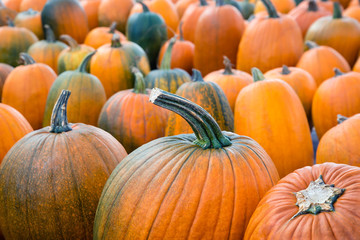 Wall Mural - Autumn pumpkins at the pumpkin patch