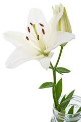 Poster - White Lily