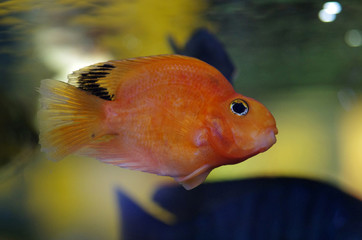 Canvas Print - Blood Red Parrot Cichlid aquarium fish