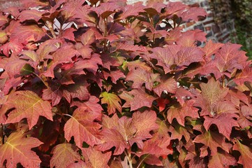Wall Mural - Colorful red leaves of oakleaf hydrangea (hortensia quercifolia) in the fall