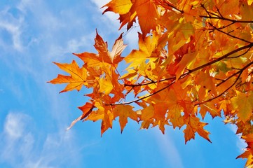 Wall Mural - Colorful foliage of a maple tree in autumn