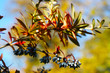 Mahonia, Wintergold mit blauen Früchten und roten Blättern im Herbst, Herbstfärbung, Wildfrüchte im Herbst, Herbstanfang