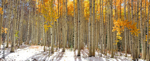 Plakat na zamówienie Colorful Aspen trees in snow at Kebler pass Colorado