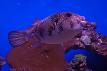 White-spotted puffer