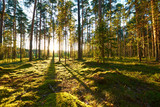 Fototapeta Fototapety z widokami - Sunrise in pine forest