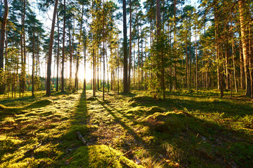 Sunrise in pine forest