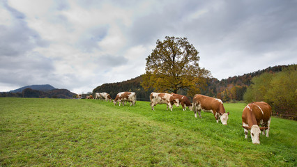 Wall Mural - Simmental cows on meadow