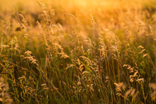 Wild Grass In The Meadow
