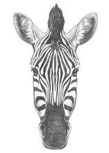 Portrait Of Zebra. Hand Drawn Illustration.