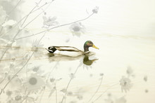 An Abstract Artistic Mallard Duck With Flowers.