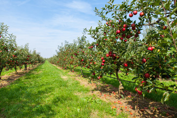 apple trees loaded with apples in an orchard in summer