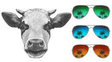  Portrait Of Cow With Mirror Sunglasses. Hand Drawn Illustration.