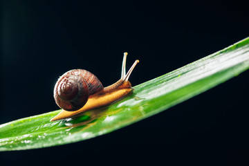 snail on the leaf against black background