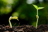 Young plant growing on soil