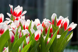 Red white tulip flowers