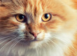 Portrait of beautiful red-haired cat