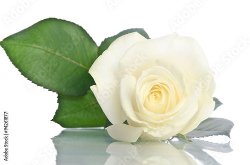 Obraz w ramie beautiful single white rose lying down on a white background