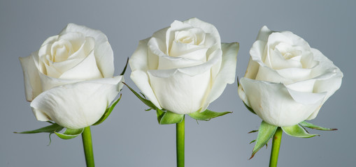 Closeup beautiful white rose on a gray background