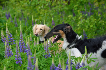 Portrait of two dogs