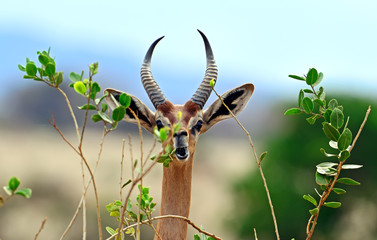 Wall Mural - African gazelle gerenuk