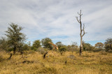 Fototapeta Sawanna - Giraffa, safari, savana -  Kruger Park - Sudafrica
