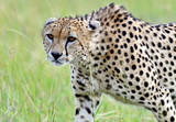 Fototapeta Sawanna - Masai Mara Cheetahs