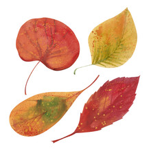 Autumn Leaves  Watercolor Illustration On White Background