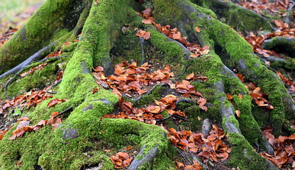 Wall Mural - feuilles mortes