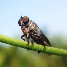 Robber Fly On Green Stick 