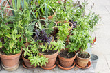 herbs / Flower pots with herbs and vegetables