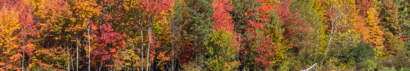 bright autumn colors of fall foliage trees
