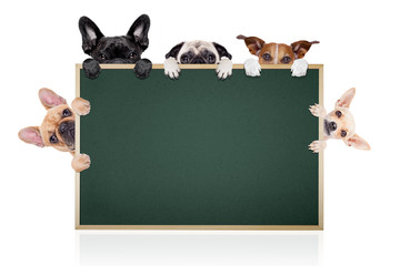 Poster - row of dogs placard