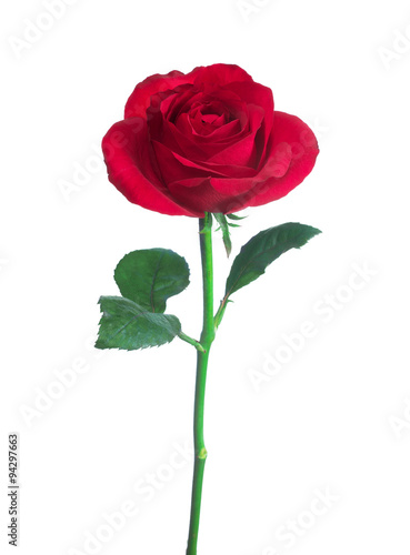 single red rose  isolated  background