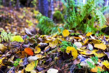 Wall Mural - Aspen leaves