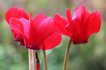 Wall Mural - Cyclamen