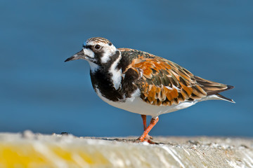 Wall Mural - Ruddy Turnstone