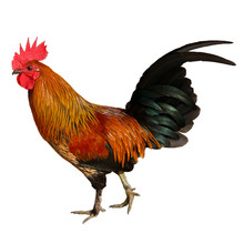 Bright Red Cock