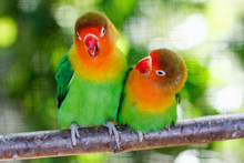 Beautiful Green Lovebird Parrot